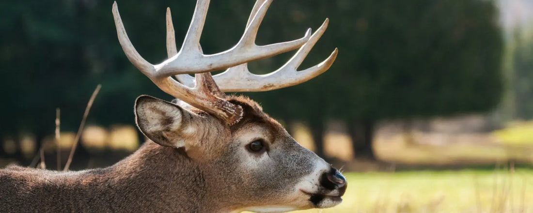 4 Famous Hunters Changing the Perception of the Modern Hunter. - PROOZY