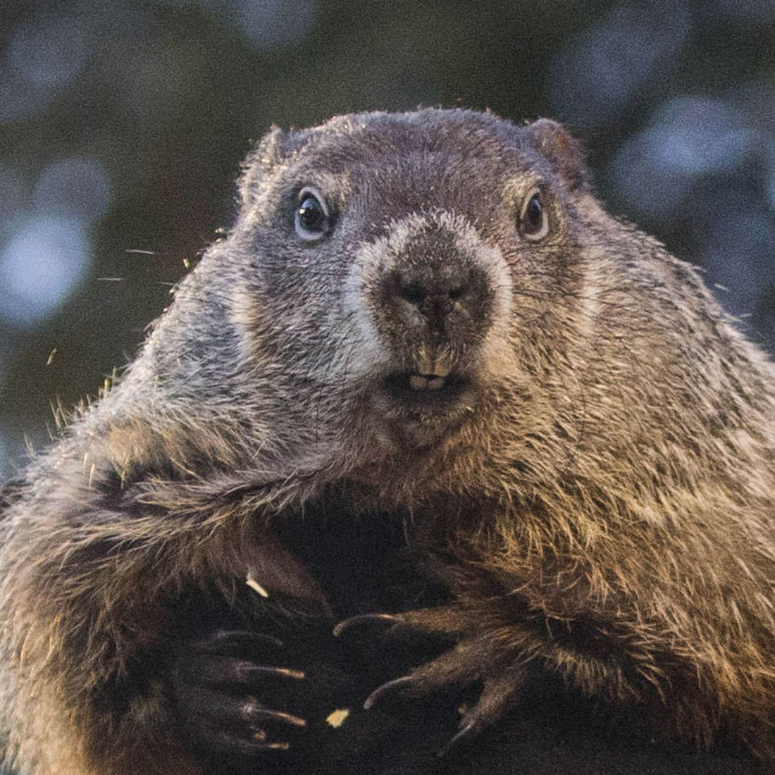 Well, It's Groundhog Day... Again